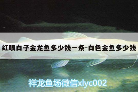 紅眼白子金龍魚多少錢一條:白色金魚多少錢 白子金龍魚