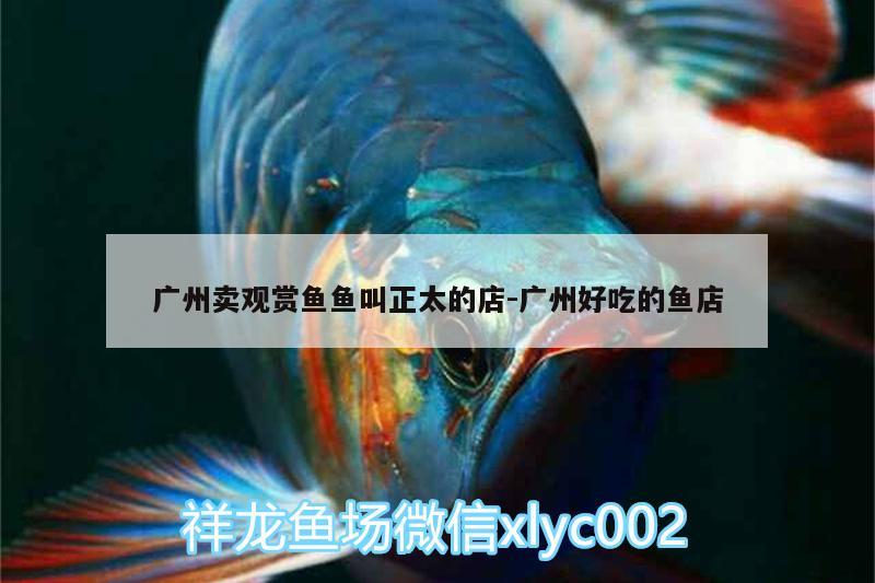 廣州賣觀賞魚魚叫正太的店:廣州好吃的魚店 水族品牌