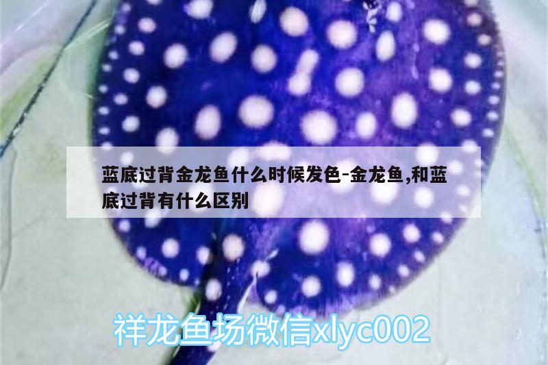 藍(lán)底過背金龍魚什么時(shí)候發(fā)色:金龍魚,和藍(lán)底過背有什么區(qū)別