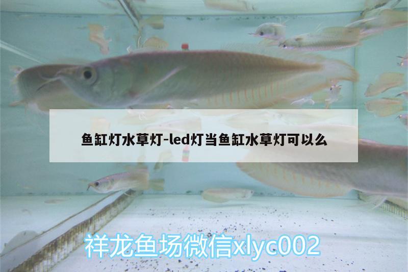 魚缸燈水草燈:led燈當(dāng)魚缸水草燈可以么