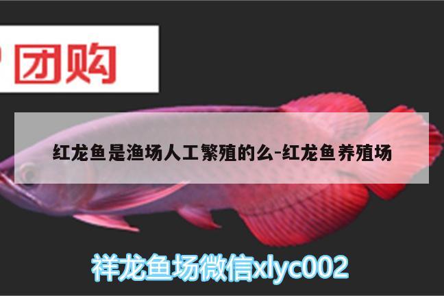 紅龍魚是漁場(chǎng)人工繁殖的么:紅龍魚養(yǎng)殖場(chǎng)