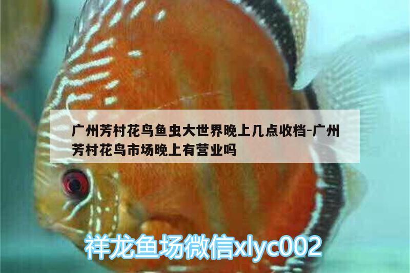 廣州芳村花鳥(niǎo)魚(yú)蟲(chóng)大世界晚上幾點(diǎn)收檔:廣州芳村花鳥(niǎo)市場(chǎng)晚上有營(yíng)業(yè)嗎