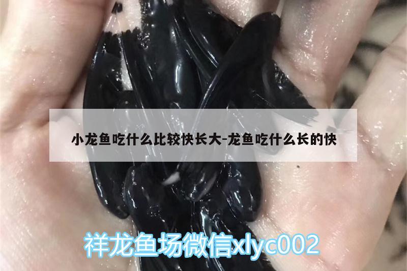 小龍魚吃什么比較快長(zhǎng)大:龍魚吃什么長(zhǎng)的快