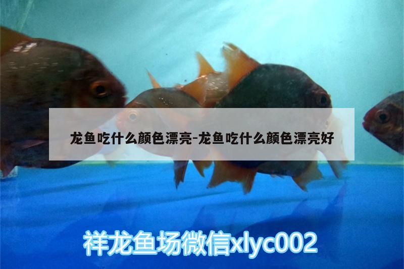 龍魚吃什么顏色漂亮:龍魚吃什么顏色漂亮好