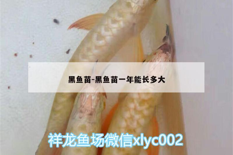 黑魚苗:黑魚苗一年能長多大