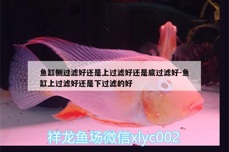 魚缸側(cè)過濾好還是上過濾好還是底過濾好:魚缸上過濾好還是下過濾的好