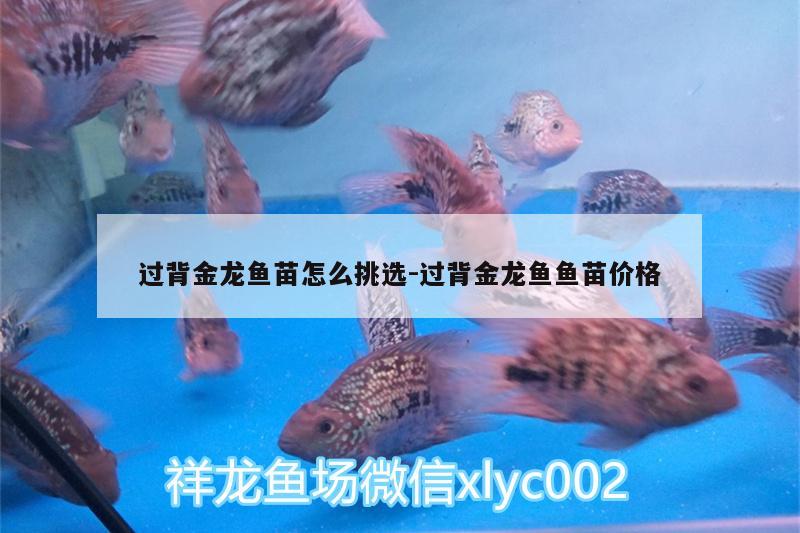 過背金龍魚苗怎么挑選:過背金龍魚魚苗價(jià)格 金龍魚百科