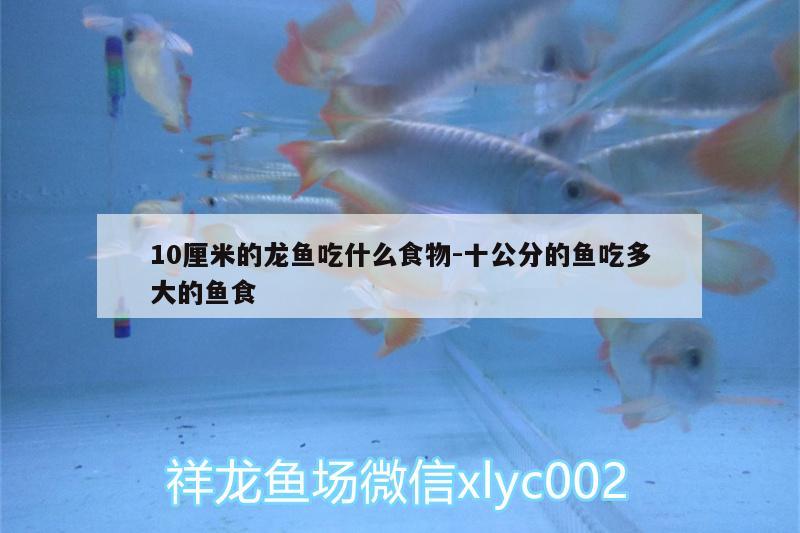 10厘米的龍魚吃什么食物:十公分的魚吃多大的魚食 黃金眼鏡蛇雷龍魚