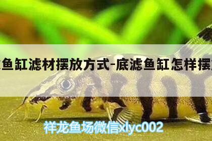 底濾魚缸濾材擺放方式:底濾魚缸怎樣擺放濾材 野彩魚