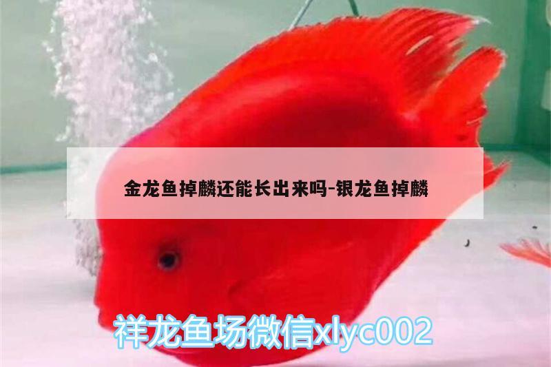 金龍魚(yú)掉麟還能長(zhǎng)出來(lái)嗎:銀龍魚(yú)掉麟 銀龍魚(yú)百科