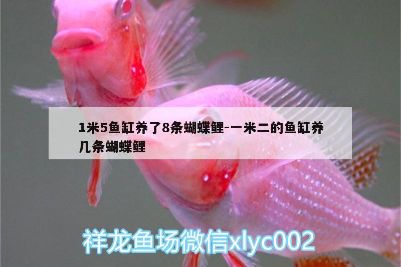 1米5魚缸養(yǎng)了8條蝴蝶鯉:一米二的魚缸養(yǎng)幾條蝴蝶鯉 蝴蝶鯉 第1張