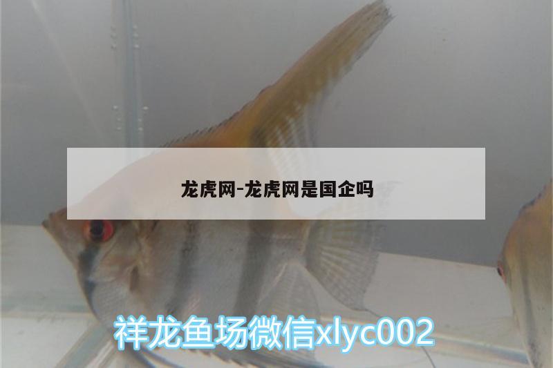 龍虎網:龍虎網是國企嗎 小型觀賞魚