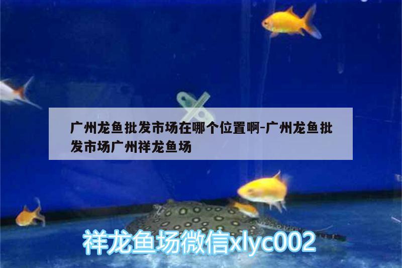 廣州龍魚批發(fā)市場在哪個位置啊:廣州龍魚批發(fā)市場廣州祥龍魚場 龍魚批發(fā)