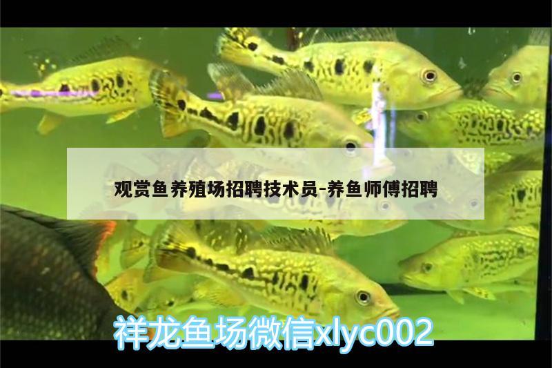 觀賞魚養(yǎng)殖場招聘技術(shù)員:養(yǎng)魚師傅招聘 白子關(guān)刀魚苗