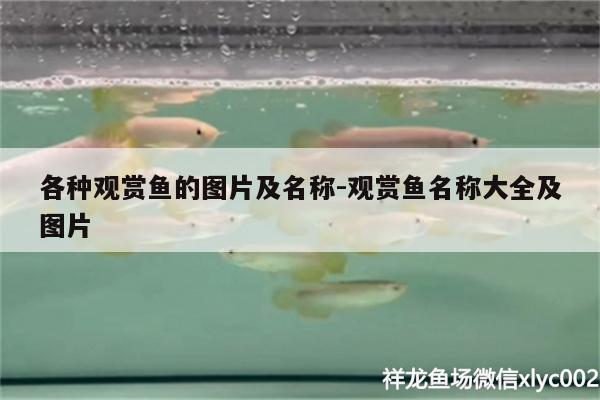 各種觀賞魚的圖片及名稱:觀賞魚名稱大全及圖片