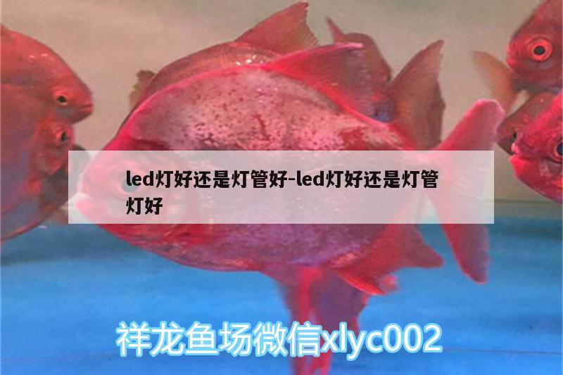 led燈好還是燈管好:led燈好還是燈管燈好 南美異形觀賞魚(yú)