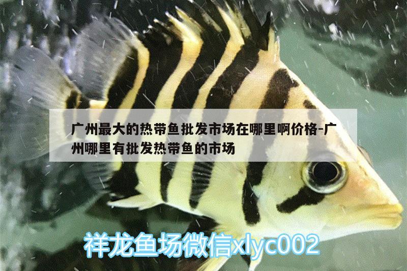 廣州最大的熱帶魚批發(fā)市場在哪里啊價(jià)格:廣州哪里有批發(fā)熱帶魚的市場 朱巴利魚