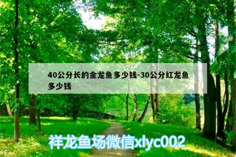 40公分長(zhǎng)的金龍魚(yú)多少錢(qián):30公分紅龍魚(yú)多少錢(qián) 白子金龍魚(yú)