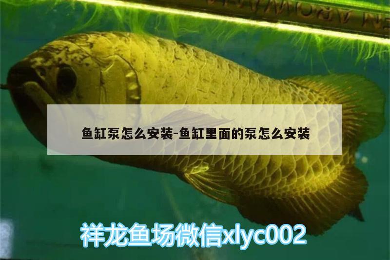 魚缸泵怎么安裝:魚缸里面的泵怎么安裝 黃金河虎魚