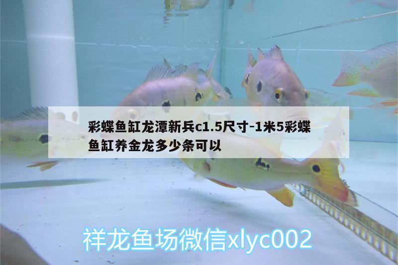 彩蝶魚缸龍?zhí)缎卤鴆1.5尺寸:1米5彩蝶魚缸養(yǎng)金龍多少條可以