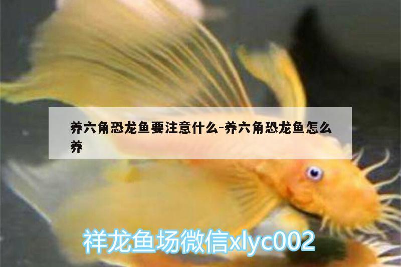 養(yǎng)六角恐龍魚要注意什么:養(yǎng)六角恐龍魚怎么養(yǎng)