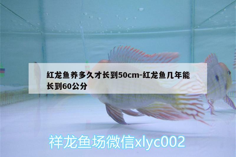 紅龍魚養(yǎng)多久才長到50cm:紅龍魚幾年能長到60公分 紅頭利魚