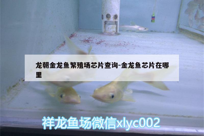 龍朝金龍魚繁殖場芯片查詢:金龍魚芯片在哪里 超血紅龍魚