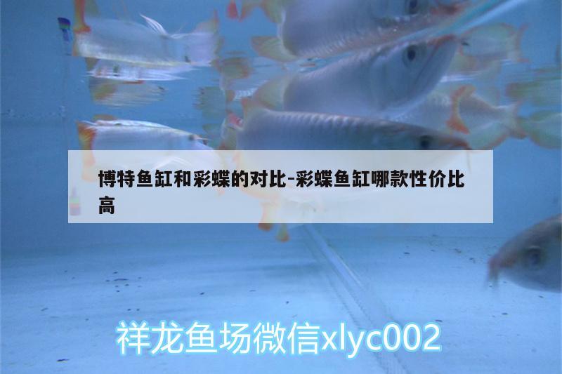 博特魚缸和彩蝶的對比:彩蝶魚缸哪款性價比高