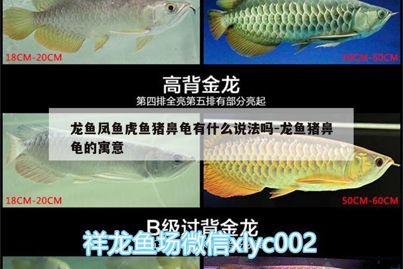 龍魚鳳魚虎魚豬鼻龜有什么說法嗎:龍魚豬鼻龜的寓意 豬鼻龜百科