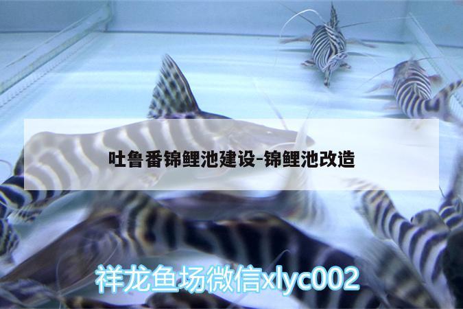 吐魯番錦鯉池建設(shè):錦鯉池改造 赤荔鳳冠魚