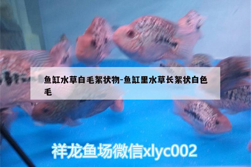 魚缸水草白毛絮狀物:魚缸里水草長絮狀白色毛