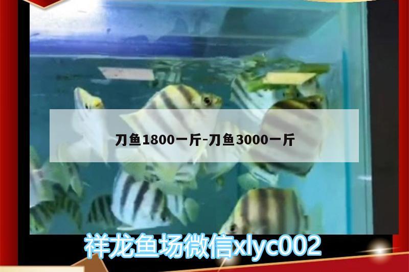 刀魚1800一斤:刀魚3000一斤