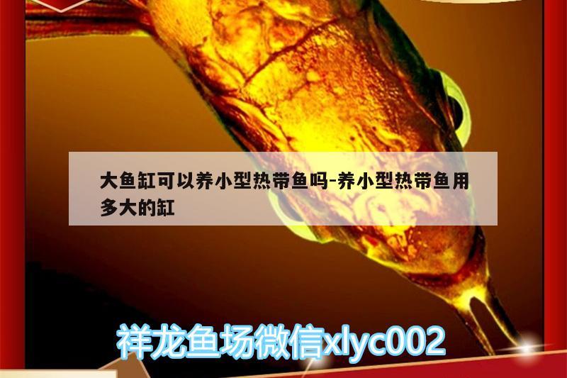 大魚缸可以養(yǎng)小型熱帶魚嗎:養(yǎng)小型熱帶魚用多大的缸 福滿鉆魚