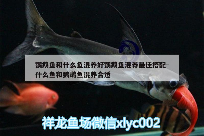 鸚鵡魚和什么魚混養(yǎng)好鸚鵡魚混養(yǎng)最佳搭配:什么魚和鸚鵡魚混養(yǎng)合適