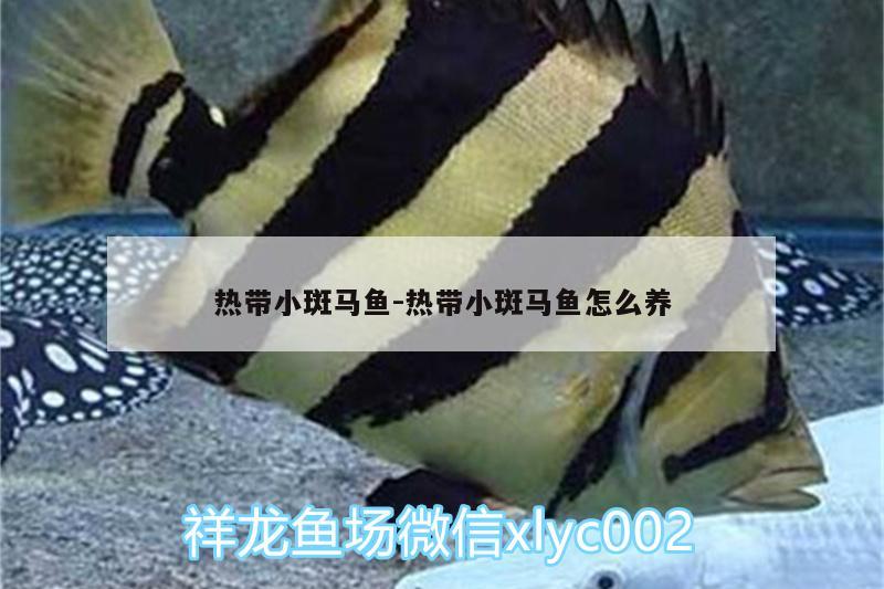 熱帶小斑馬魚(yú):熱帶小斑馬魚(yú)怎么養(yǎng) 純血皇冠黑白魟魚(yú)