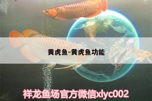 黃虎魚:黃虎魚功能