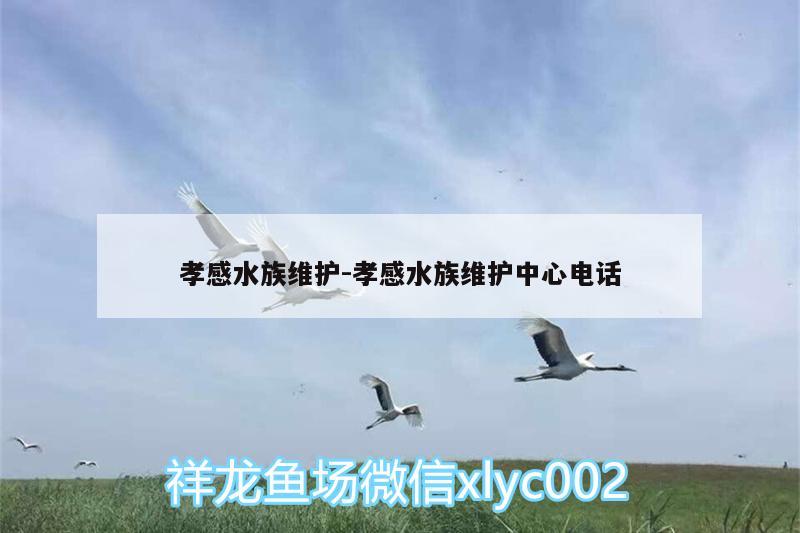 孝感水族維護:孝感水族維護中心電話 祥龍金禾金龍魚