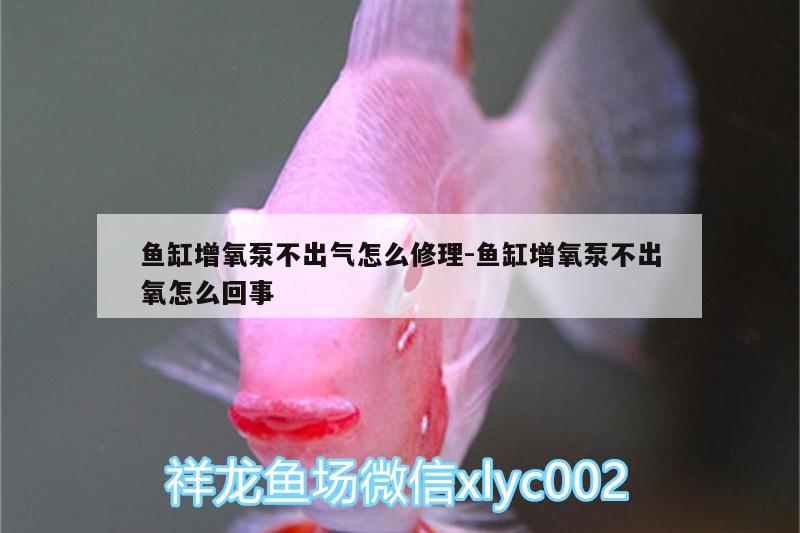 魚(yú)缸增氧泵不出氣怎么修理:魚(yú)缸增氧泵不出氧怎么回事 溫控設(shè)備