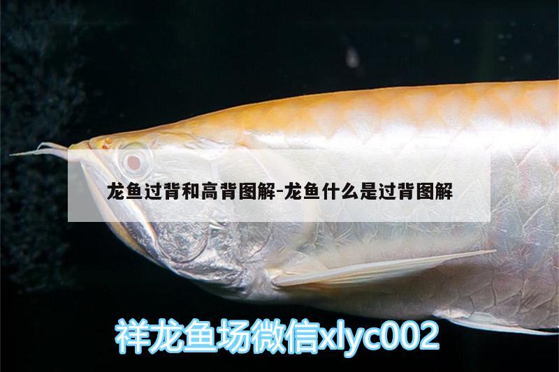 龍魚過背和高背圖解:龍魚什么是過背圖解 熊貓異形魚L46