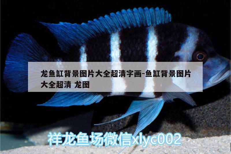 龍魚(yú)缸背景圖片大全超清字畫(huà):魚(yú)缸背景圖片大全超清龍圖 白條過(guò)背金龍魚(yú)