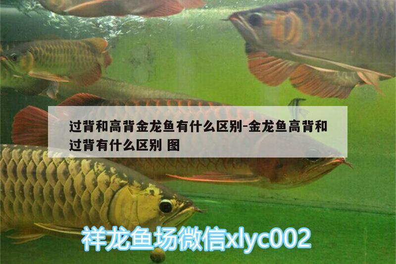 過背和高背金龍魚有什么區(qū)別:金龍魚高背和過背有什么區(qū)別圖 高背金龍魚