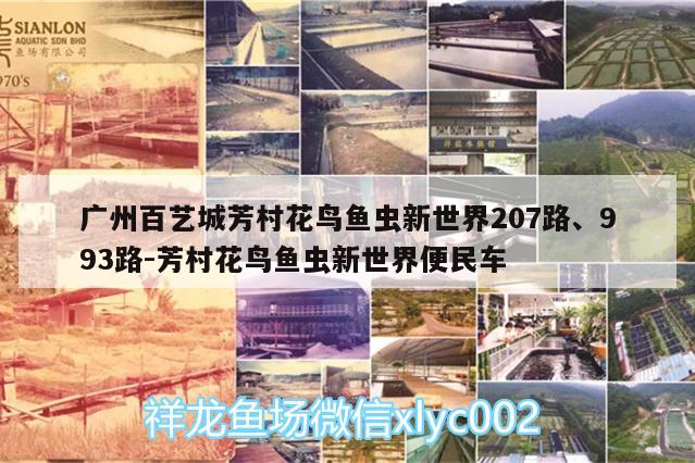 廣州百藝城芳村花鳥魚蟲新世界207路、993路:芳村花鳥魚蟲新世界便民車 七彩神仙魚