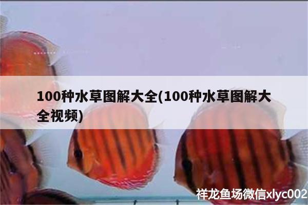 100種水草圖解大全(100種水草圖解大全視頻) 水草