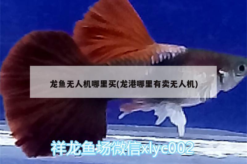 龍魚無人機哪里買(龍港哪里有賣無人機) 白子金龍魚