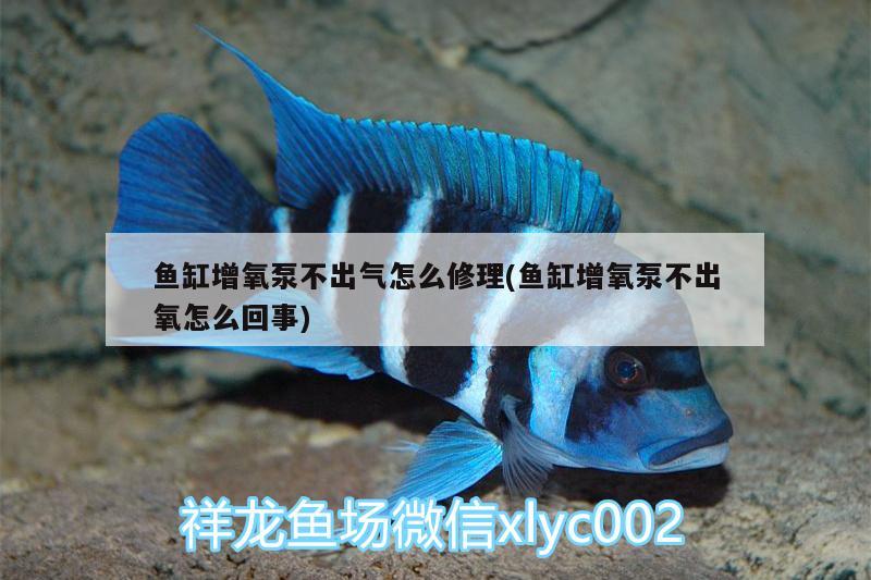 魚缸增氧泵不出氣怎么修理(魚缸增氧泵不出氧怎么回事) 生態(tài)瓶/創(chuàng)意缸/桌面微景缸