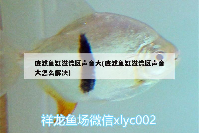 底濾魚缸溢流區(qū)聲音大(底濾魚缸溢流區(qū)聲音大怎么解決) 斑馬鴨嘴魚苗