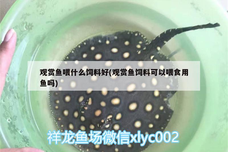 觀賞魚喂什么飼料好(觀賞魚飼料可以喂食用魚嗎) 白子黃化銀龍魚