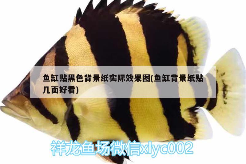 魚缸貼黑色背景紙實際效果圖(魚缸背景紙貼幾面好看)