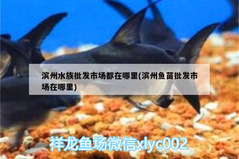 濱州水族批發(fā)市場都在哪里(濱州魚苗批發(fā)市場在哪里) 觀賞魚水族批發(fā)市場