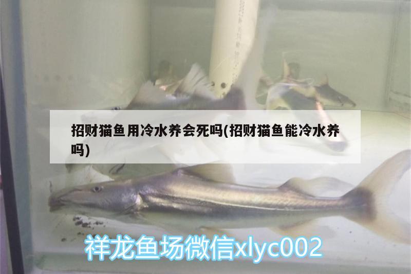 招財(cái)貓魚用冷水養(yǎng)會(huì)死嗎(招財(cái)貓魚能冷水養(yǎng)嗎)